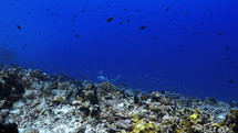 Manta Ray over the Coral Reef - Fakarava, French Polynesia