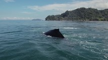 Mother And Baby Whale Watching Tour Costa Rica Ocean