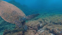 sea turtle under water 