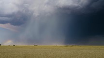 Wheat Field and Lightning with Heavy Rain Falling Timelapse.
