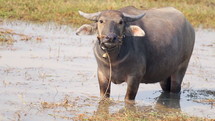 Cambodian Water Buffalo In Pond Mid Shot