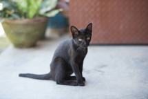 black kitten 