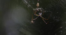Golden Silk Banana Spider on web - extreme close up to web