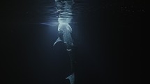 Whale Shark at Night feeding in the light of the boat - Southern of the Maldives