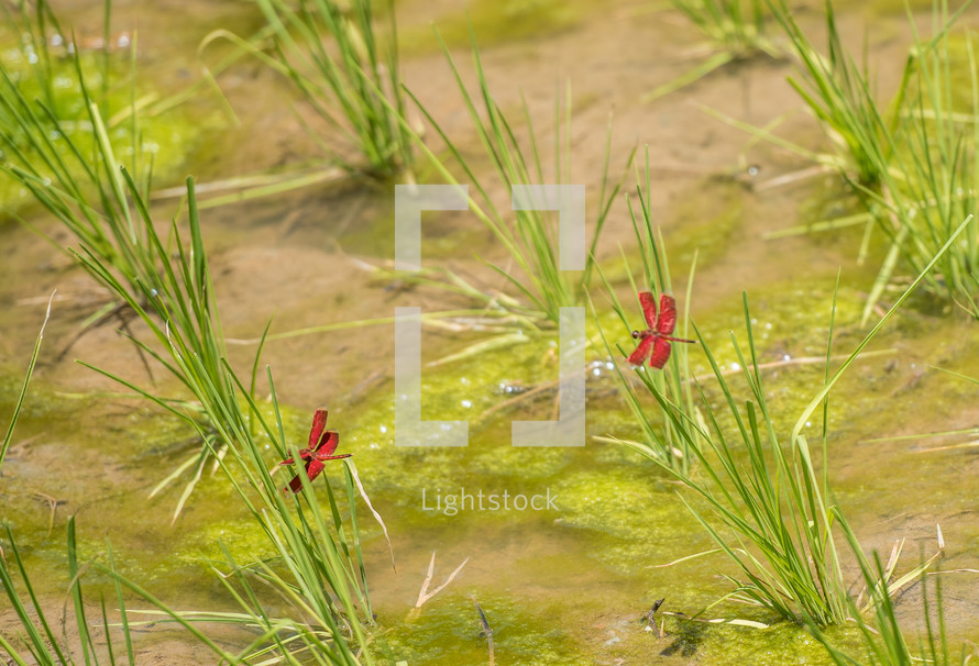 dragonflies on rice plants 