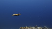Sea Turtle swimming in the blue - Shots of the Southern Maldives