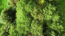 Aerial drone footage over green trees