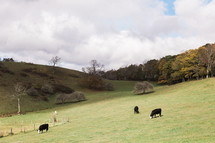 grazing cows on a hill 