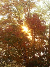 sunlight through autumn trees