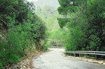 Green Troodos Forest Road In Cyprus