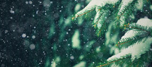 Evergreen branches and falling snow 