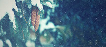 Winter evergreen branches with pine cones and snow background 