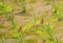 dragonflies on rice plants 