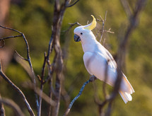 cockatoo in a tree