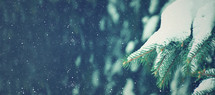 Evergreen and Snow Background 