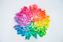 a single rainbow flower 
