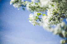 White Spring Tree Blossoms with a blue sky background. 