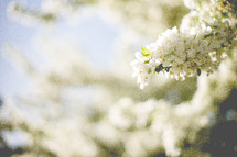 White Spring Tree Blossoms