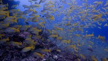 This Shoal of Yellow Snapper has been filmed underwater in the North of the Maldivian Archipelago.