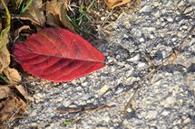 Red leaf on gravel