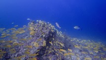 This Shoal of Yellow Snapper was filmed underwater in the North of the Maldivian Archipelago.