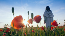Christ meditating in a beautiful field of vibrant red poppy flowers at sunset. Back view
