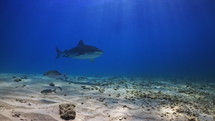 Tiger Sharks in close-up view in the Fulahmullah Island in the Maldives