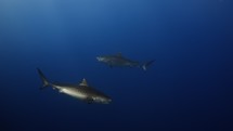 Tiger Sharks in the Blue - Fuvahmulah Island in the Southern Maldives