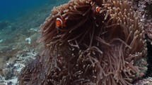 Clownfish family hiding in their Anemone in the Komodo Archipelago in Indonesia