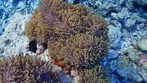Clownfish family in their Anemone - Shots of the Southern Maldives