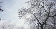 Sun Shining Through Branches Of Ice-covered Trees In Winter In Galati, Romania. - low angle shot	