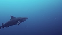 Requin taureau en Afrique du Sud - Sand Tiger Shark in South Africa
et / and
Requin Bordé / Blacktip Oceanic Shark
et / and
Bull Shark / Requin Bouledogue