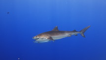 Tiger Sharks in close-up view in the Fulahmullah Island in the Maldives