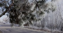 White Pine Trees Along The Road During Winter In Galati, Romania. wide, static shot	