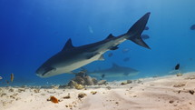 Tiger Sharks in close-up view in the Fulahmullah Island in the Maldives