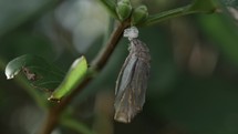 Butterfly, caterpillar cocoon, chrysalis hanging from green leaves.