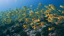 This Shoal of Yellow Snappers were filmed underwater in the North of the Maldivian Archipelago.