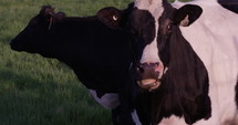 Cow looking at camera eating - close up