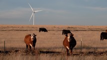 Cows and wind turbine in Curry county field located in New Mexico