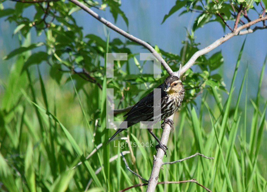 Redwing black-bird on a branch with grass in the background