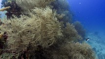 White Gorgonas were filmed underwater in the North of the Maldivian Archipelago.