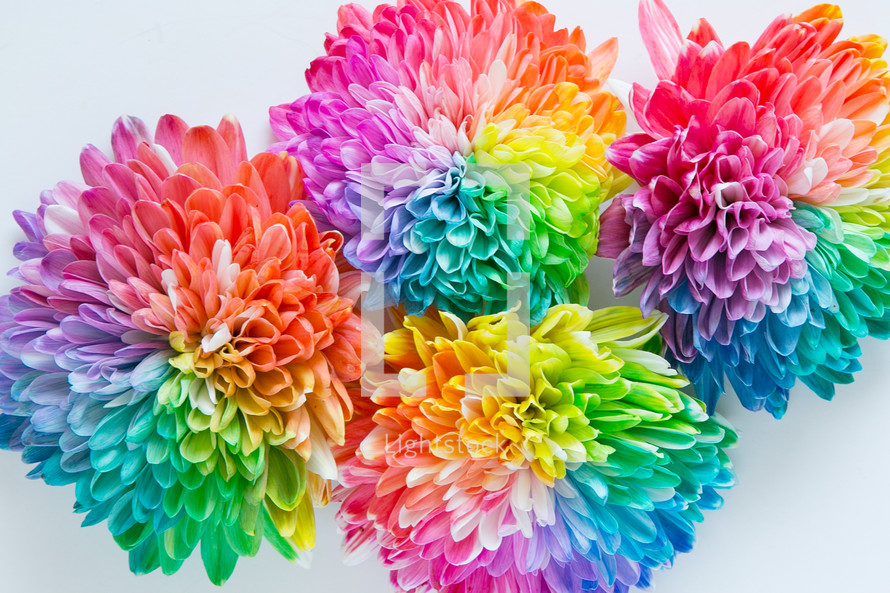 rainbow flowers 