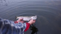 Fisherman Lifting Rainbow Trout Fish From Lake