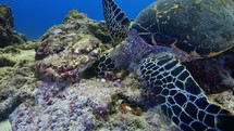 Sea Turtle eating coral on the reef - Shots of the Southern Maldives