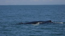 Humpback Whale Surfacing oceanic Life Costa Rica Ocean Boat Tour