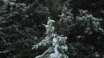 Snowflakes falling on green pine trees in cinematic slow motion in Christmas, winter, snow storm.