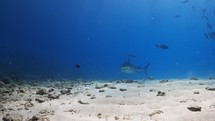 Tiger Shark closeup shot, taken at the Fuvahmulah Island in the Southern Maldives