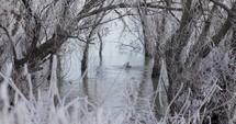 Duck Splashing Over Frozen Winter Lake In The Wild. Static Shot	