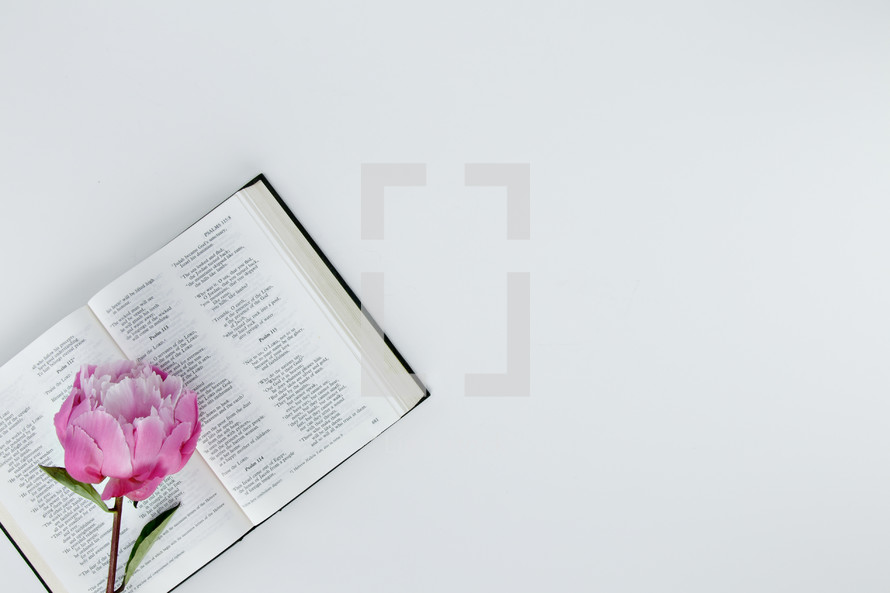 pink flower on an open Bible 