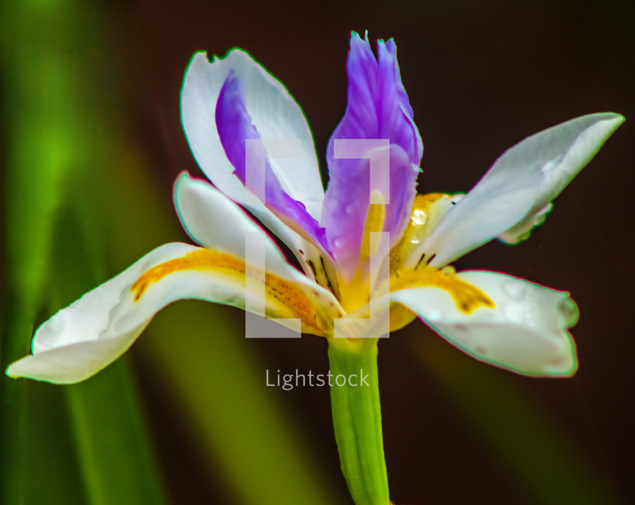 purple and white iris 